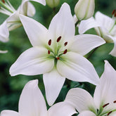 Hectarul - Bulbi de crin asiatic Navona, 2 bulbi